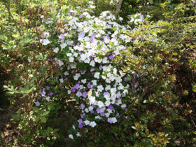 ５月の植木の様子