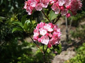 ５月の植木の様子