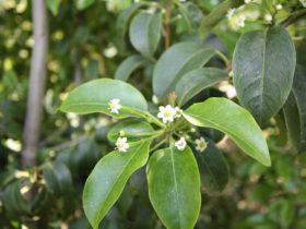 ５月の植木の様子