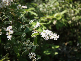 ５月の植木の様子