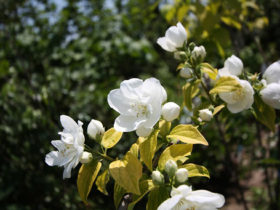 ５月の植木の様子