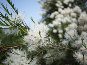 ６月の植木の様子
