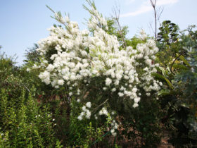 ６月の植木の様子