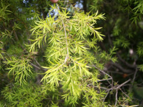 ６月の植木の様子