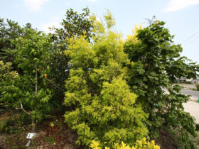 ６月の植木の様子