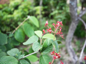 ６月の植木の様子