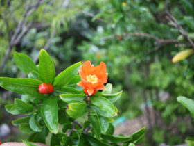 ６月の植木の様子