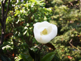 ６月の植木の様子