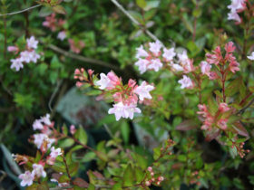 ６月の植木の様子