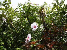 ７月の植木の様子