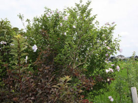 ７月の植木の様子