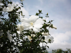 ７月の植木の様子