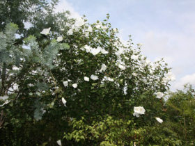 ７月の植木の様子