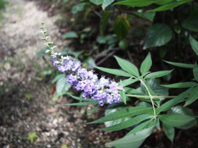 ７月の植木の様子