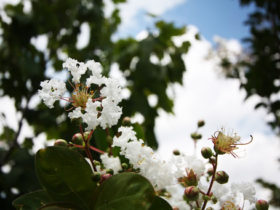 ７月の植木の様子