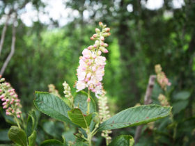 ７月の植木の様子