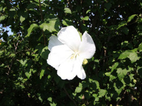 ８月の植木の様子