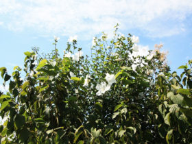 ８月の植木の様子