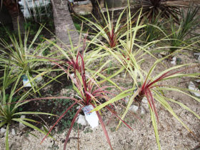 ９月の植木の様子