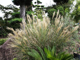 ９月の植木の様子