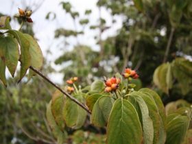 ９月の植木の様子
