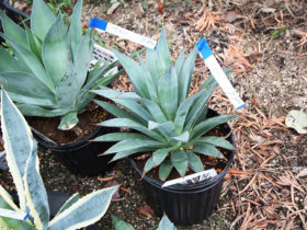 ９月の植木の様子
