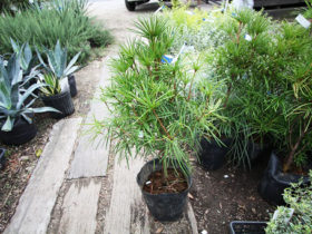 ９月の植木の様子