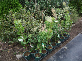 ９月の植木の様子