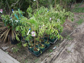 ９月の植木の様子