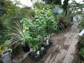 ９月の植木の様子