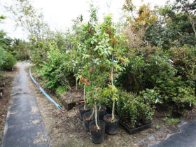 １０月の植木の様子