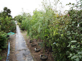 １０月の植木の様子