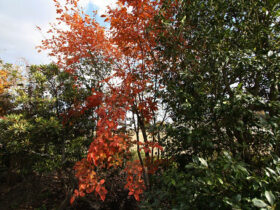 １１月の植木の様子