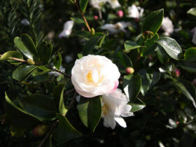 １１月の植木の様子