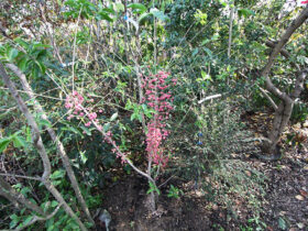 １１月の植木の様子