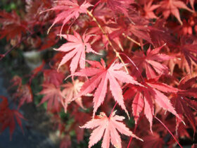 １１月の植木の様子