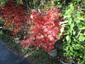１１月の植木の様子