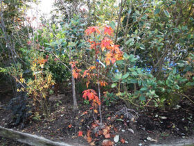 １１月の植木の様子