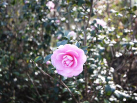 １１月の植木の様子