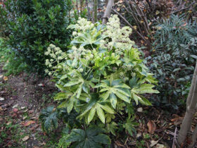 １２月の植木の様子