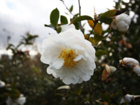 １２月の植木の様子
