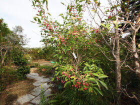 １０月の植木の様子