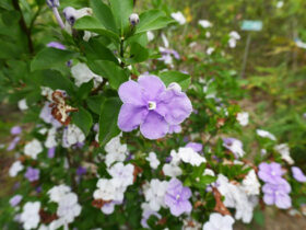 ５月の植木の様子