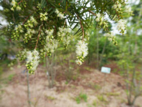 ５月の植木の様子
