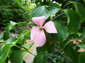 ５月の植木の様子