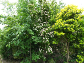 ５月の植木の様子