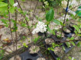 ５月の植木の様子