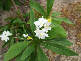 ５月の植木の様子