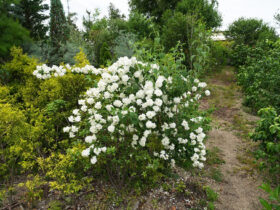 ５月の植木の様子