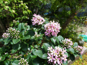 ６月の植木の様子
